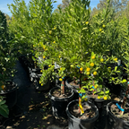 Calamondin Citrus