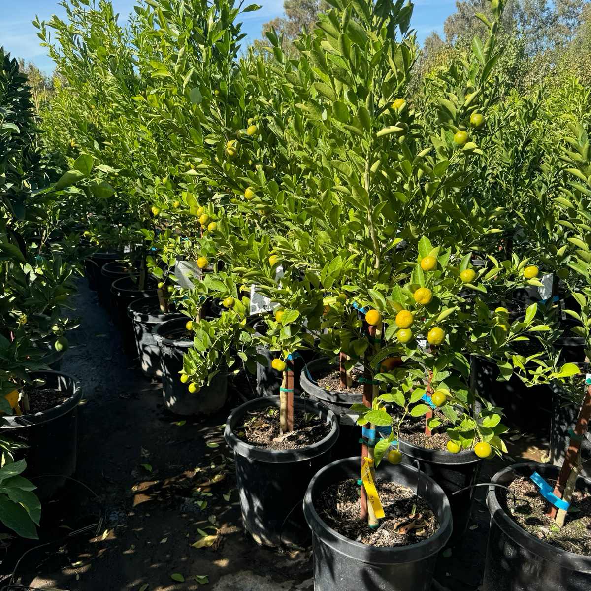 Calamondin Citrus