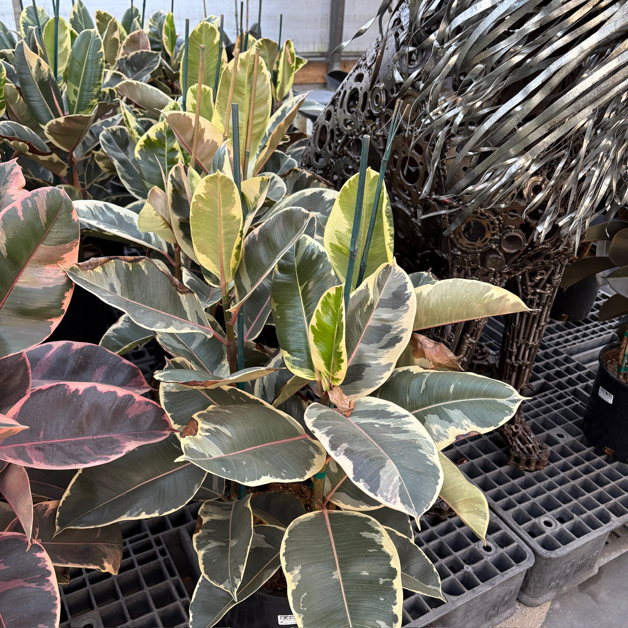 Ficus 'Tineke'