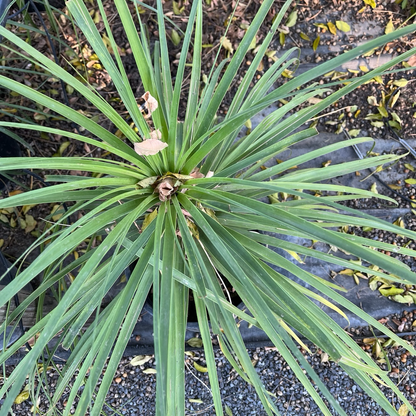 Bottle Orchid-Ponytail Palm