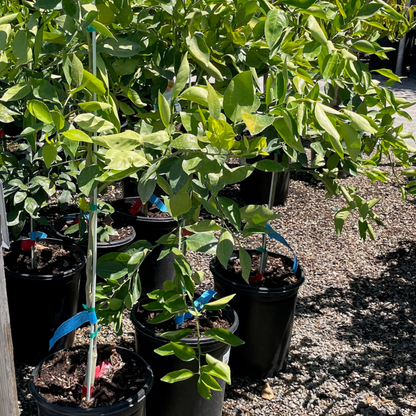 Citrus Tree-Kumquat