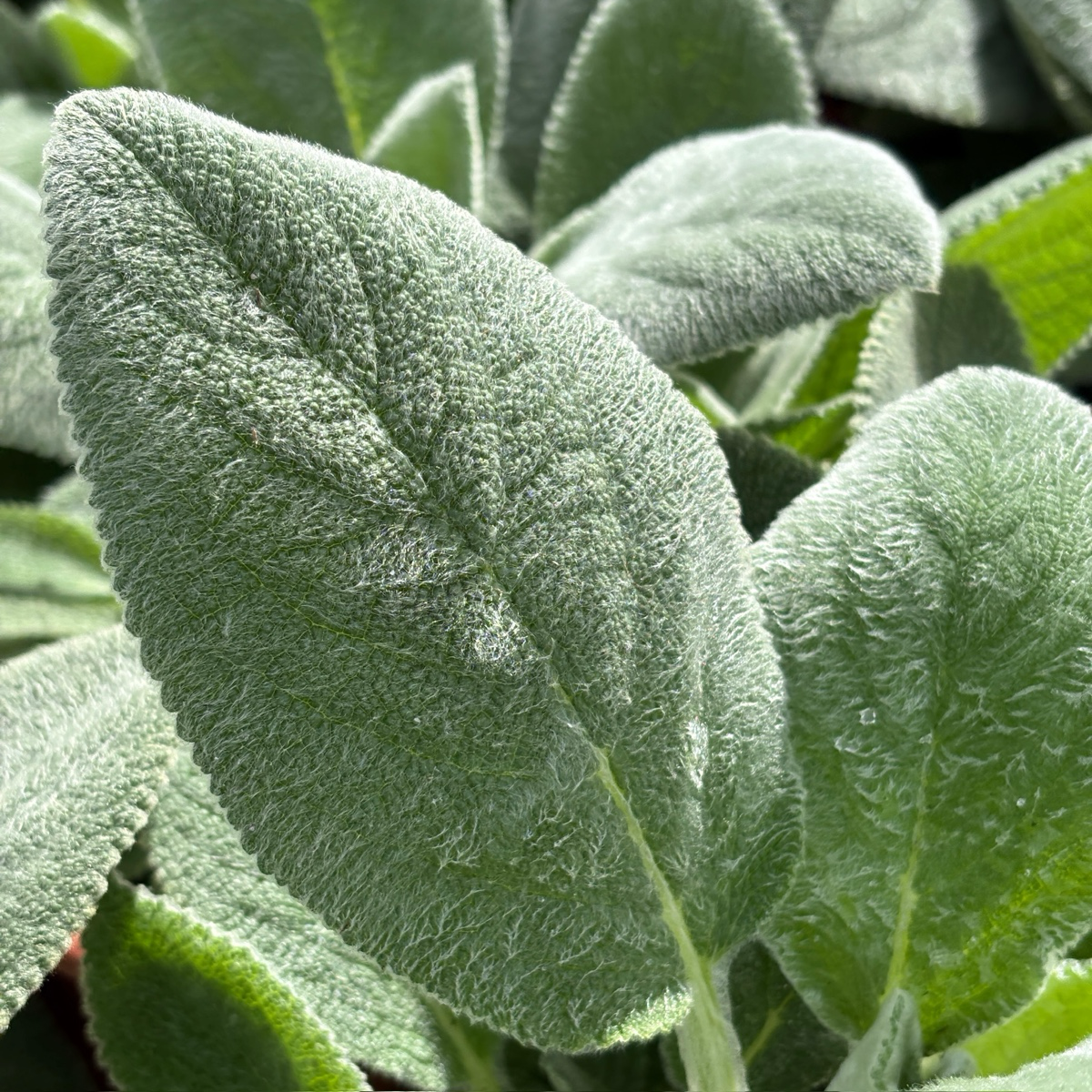 Lamb's Ear