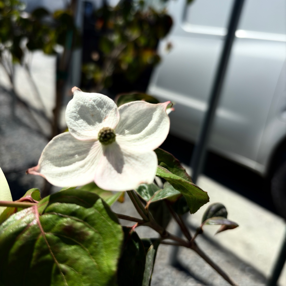 日本四照花