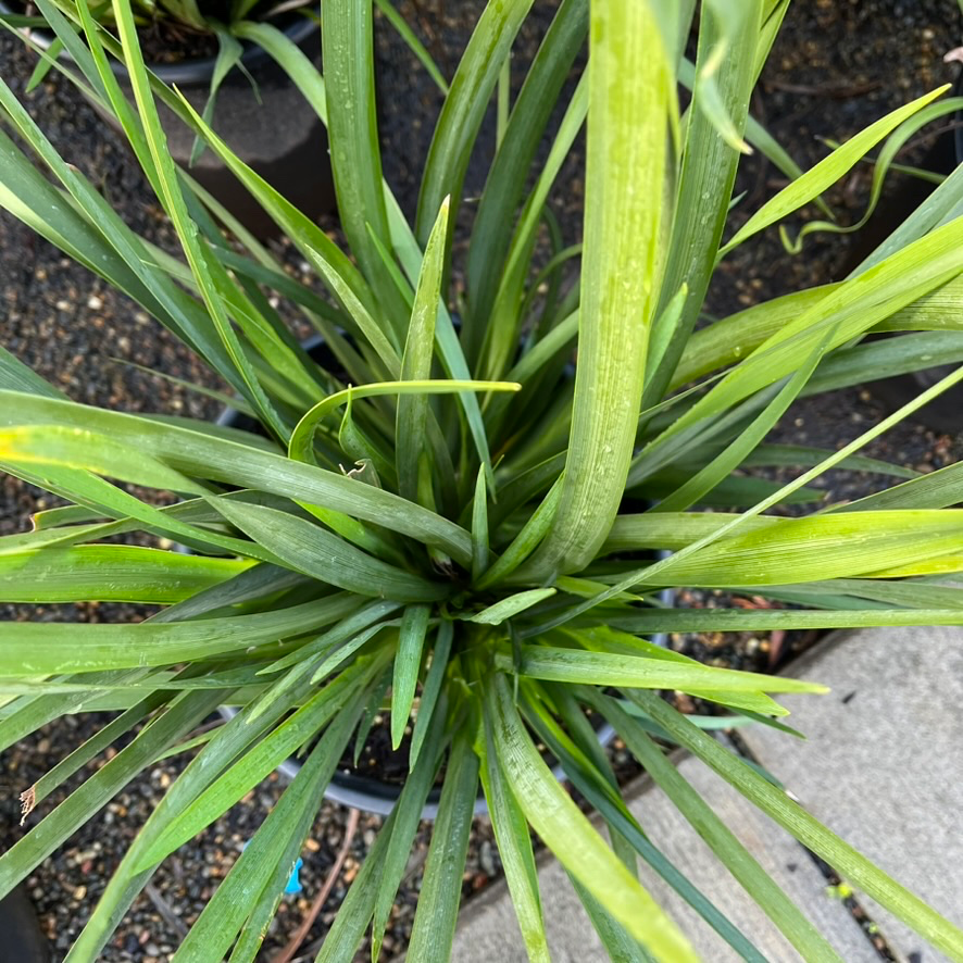 Dietes vegeta
