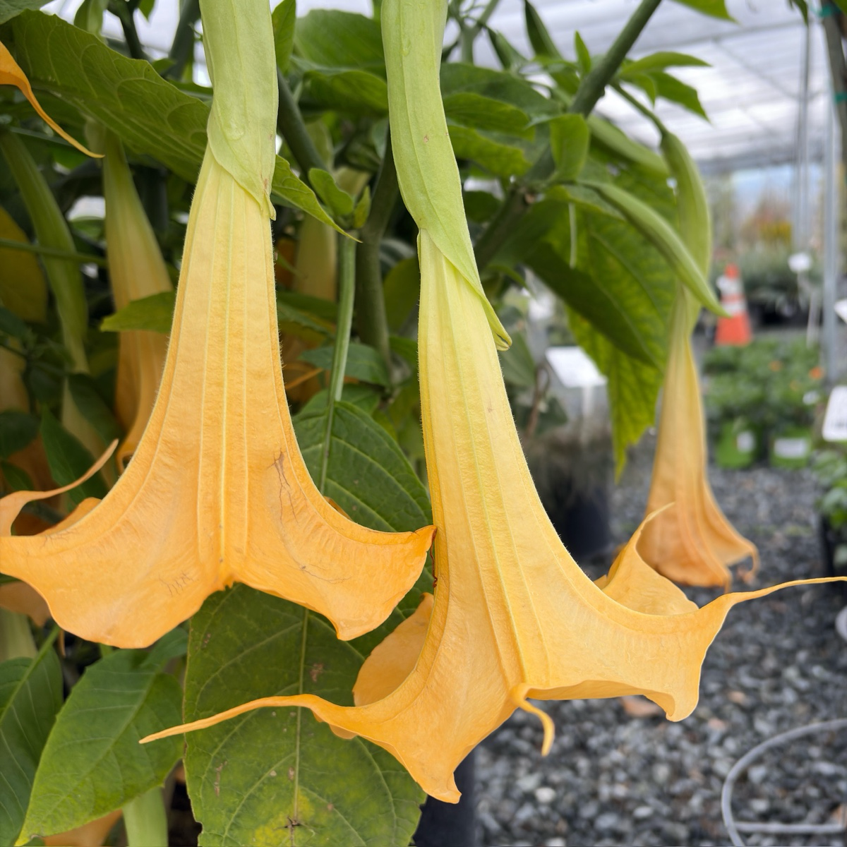 Charles Grimaldi Angel's Trumpet