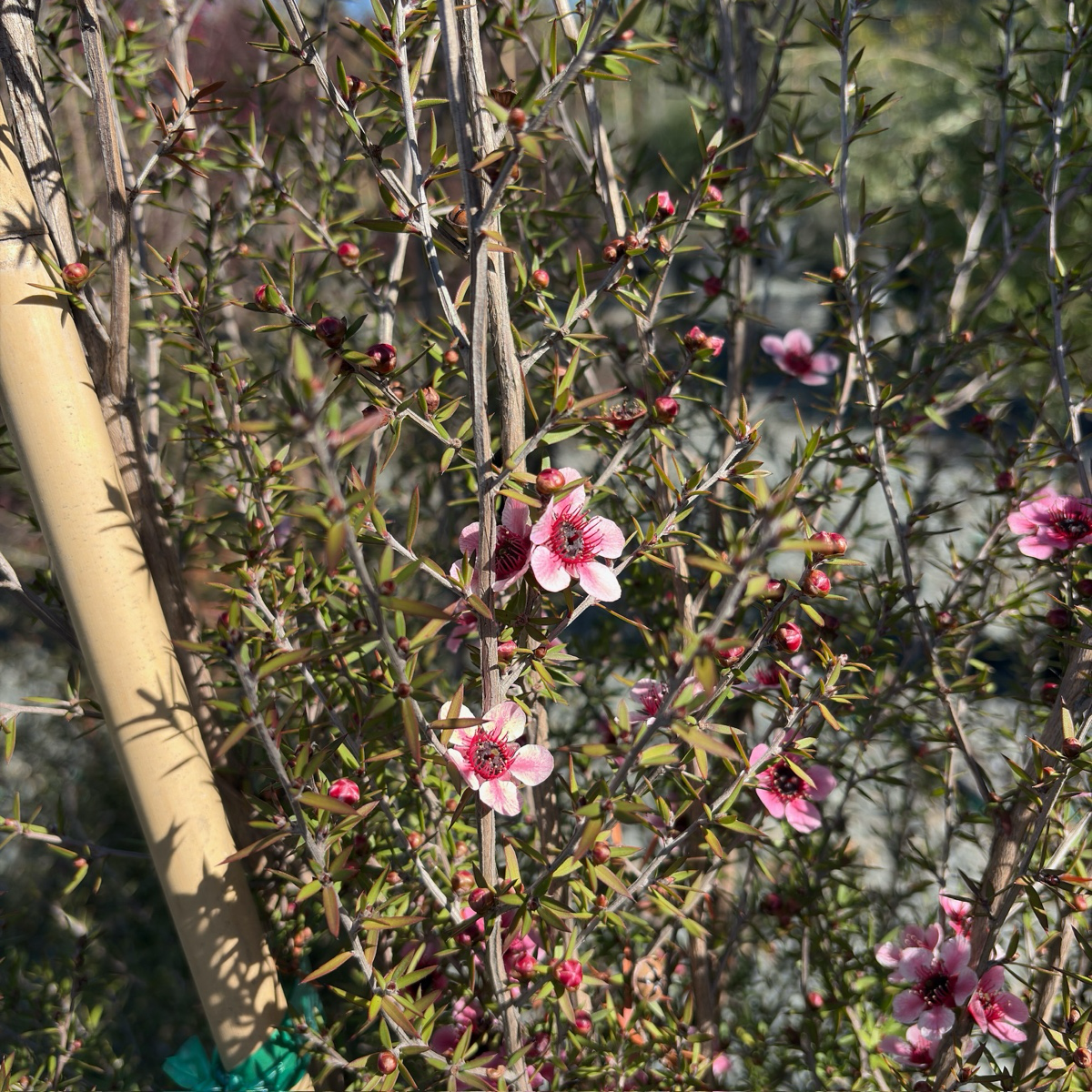 Hel Strybing New Zealand Tea Tree