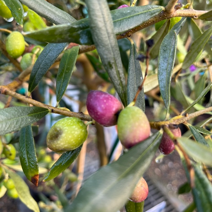 Olive Trees - Arbequina