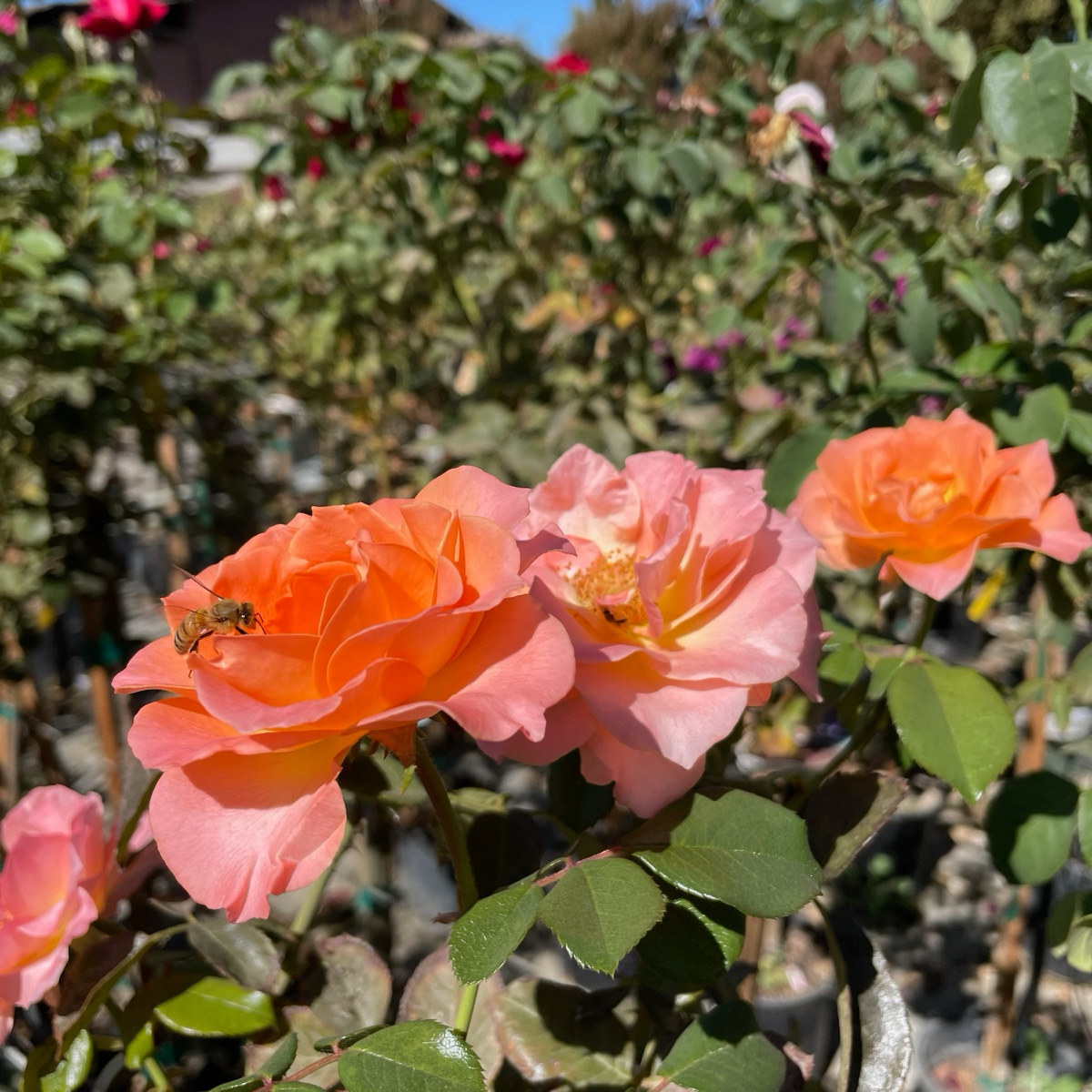 Jump for Joy™ Rose