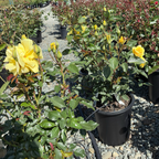 丰花月季-阳光精灵