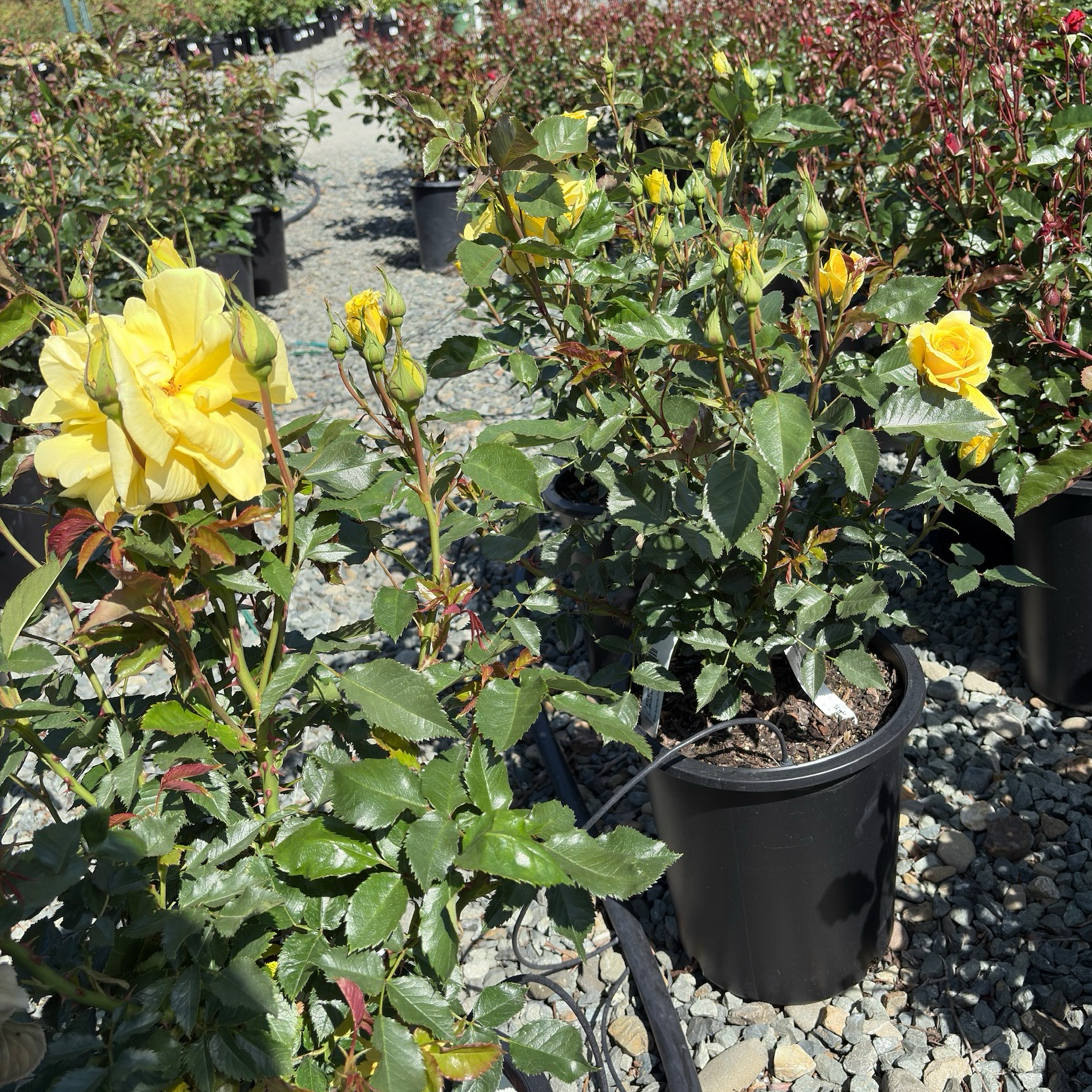 丰花月季-阳光精灵