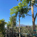Chinese Flame Tree