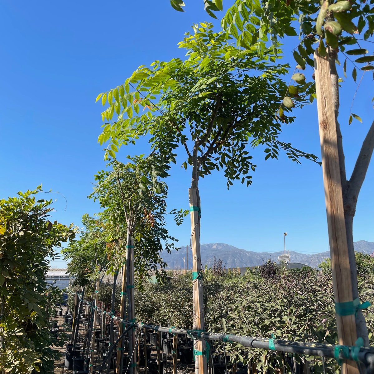 Chinese Flame Tree