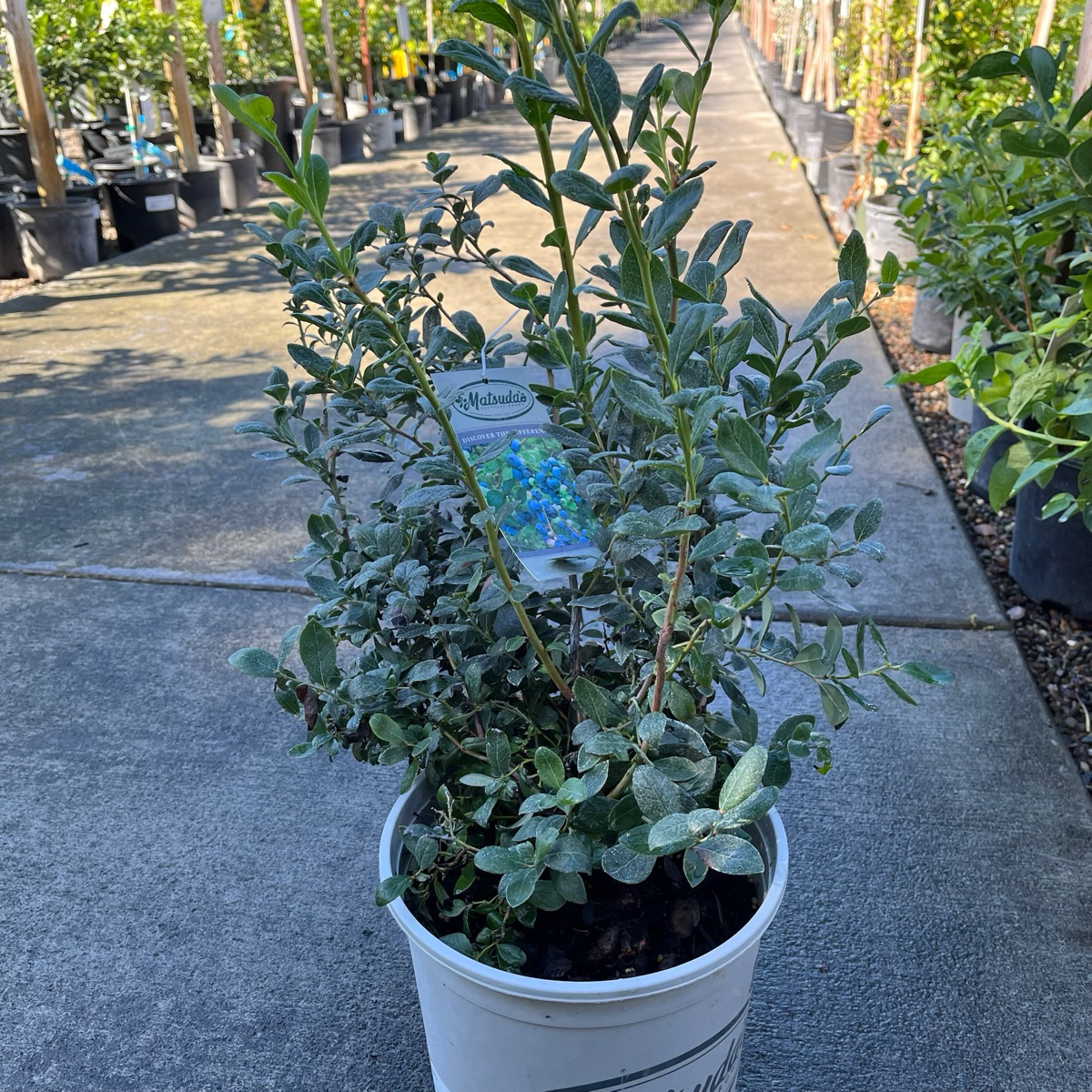 Misty  Shouthern Highbush Blueberry
