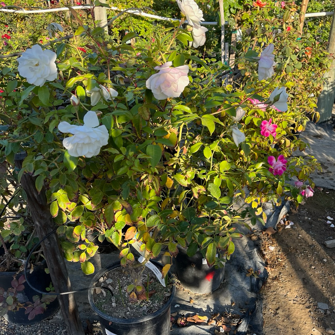 Floribunda Rose-Iceberg