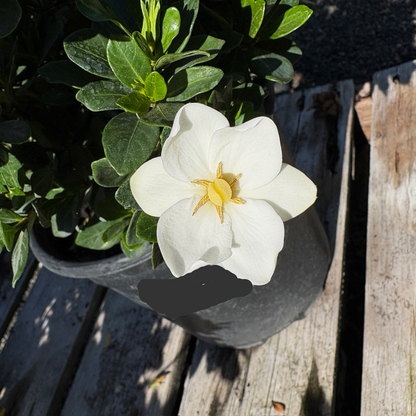 星星栀子花