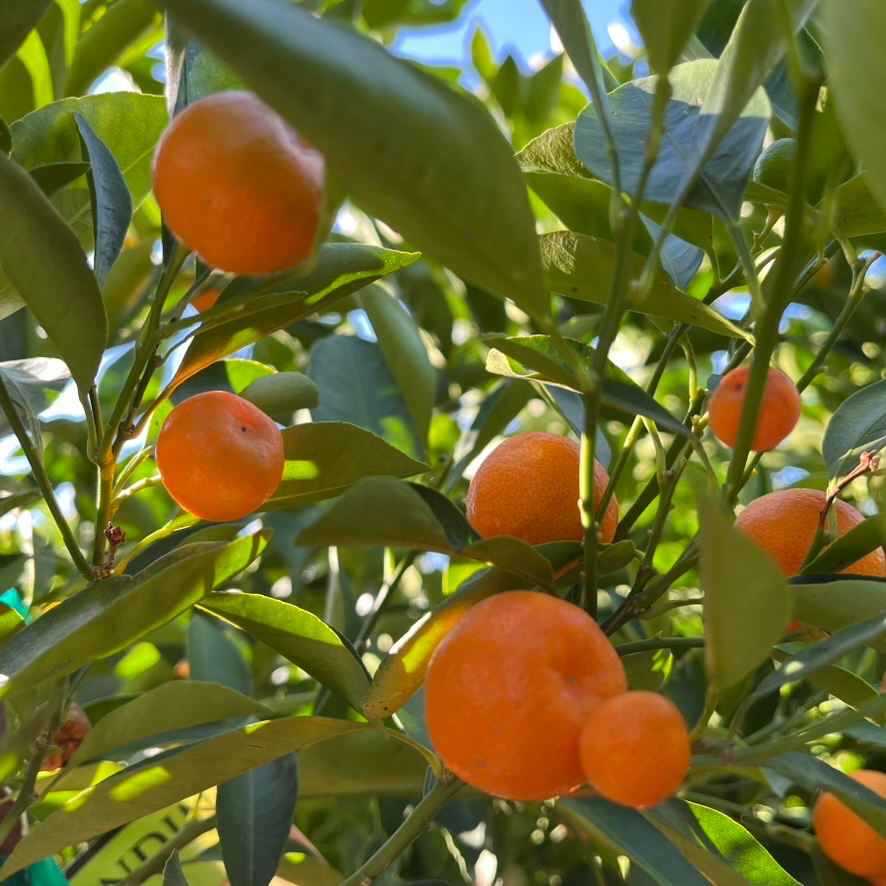 Calamondin Citrus