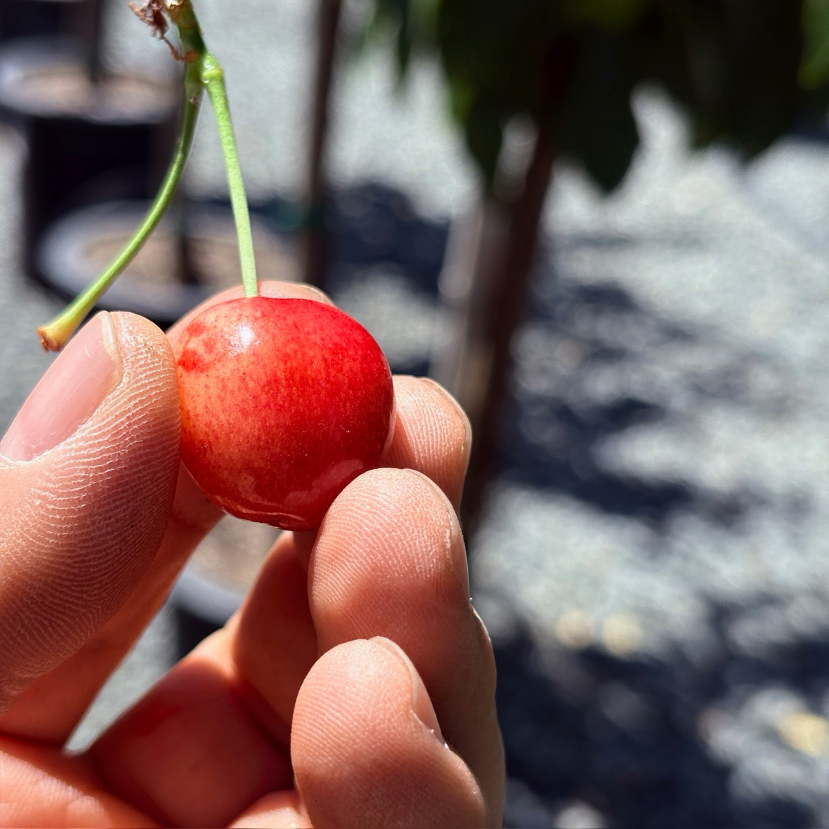 Lapins Sweet Cherry