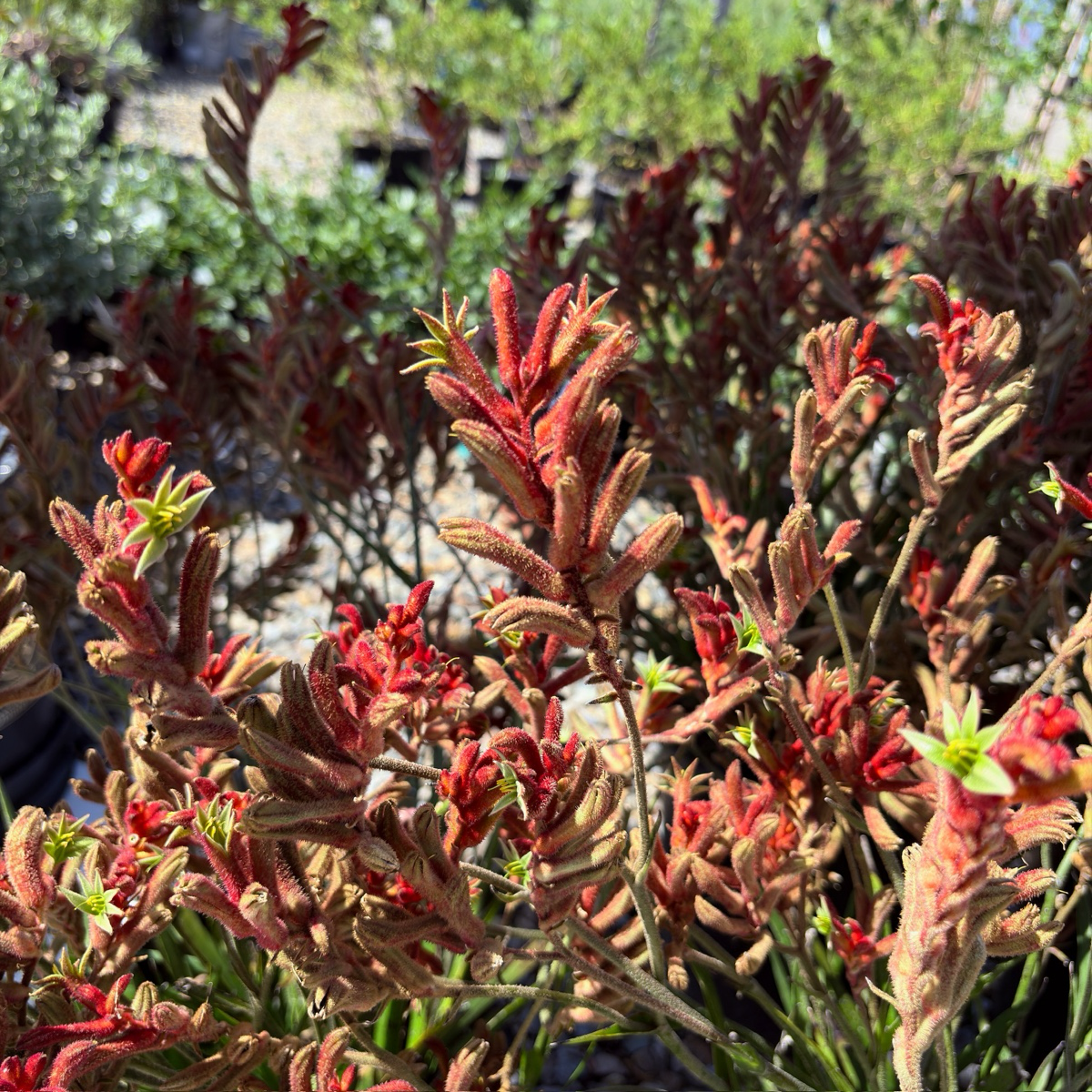 袋鼠爪-丛林游侠