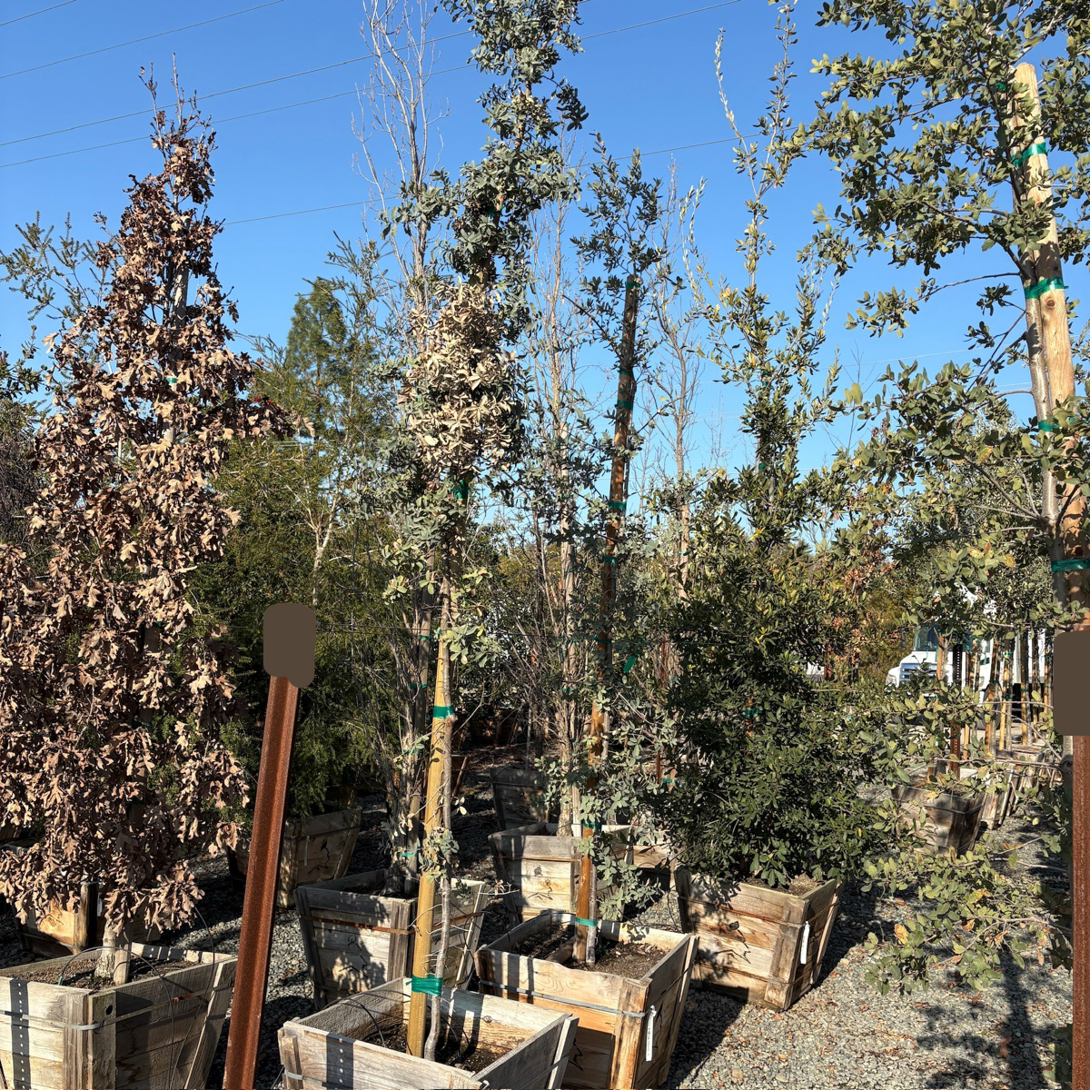 Mexican Blue Oak
