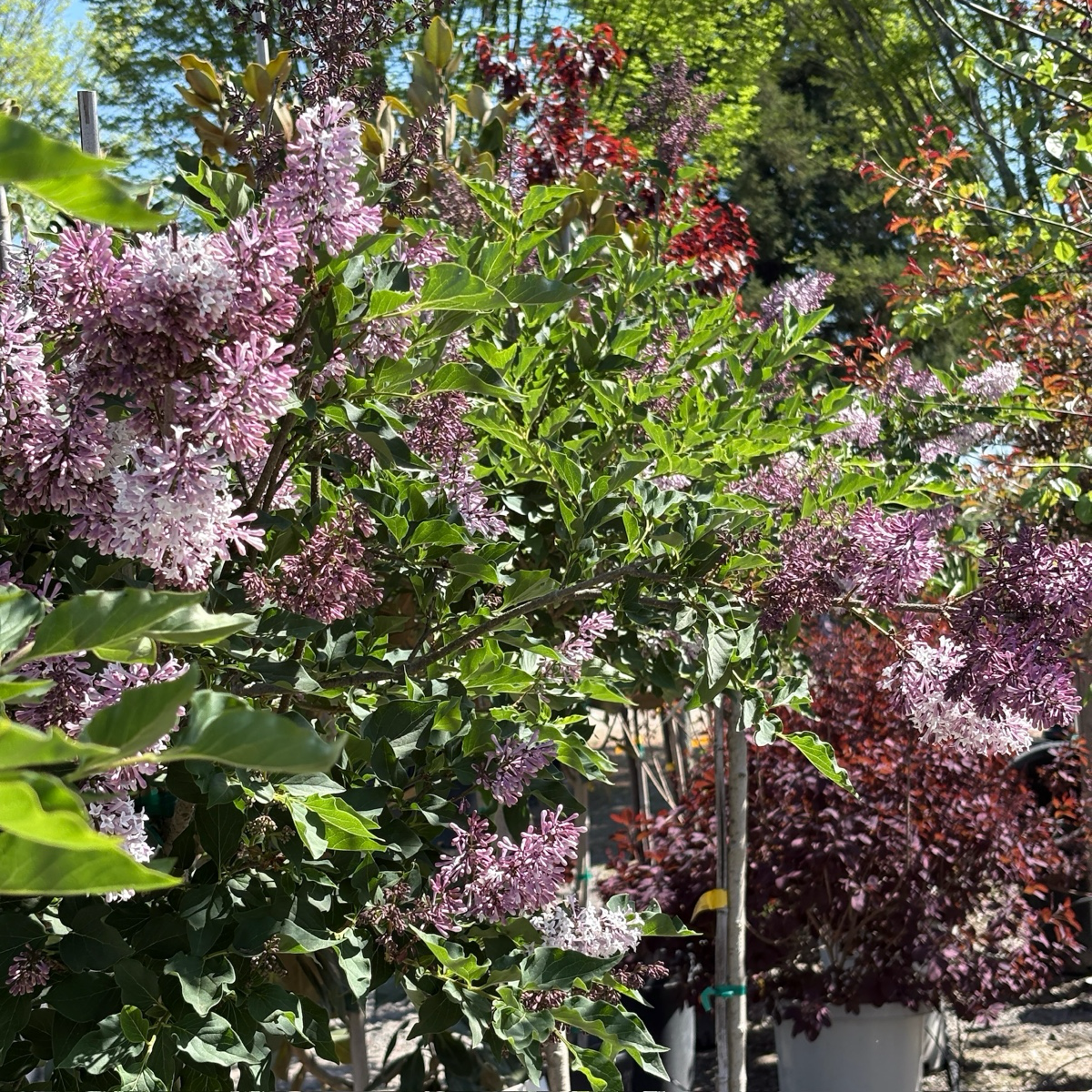 Miss Kim  korean Lilac