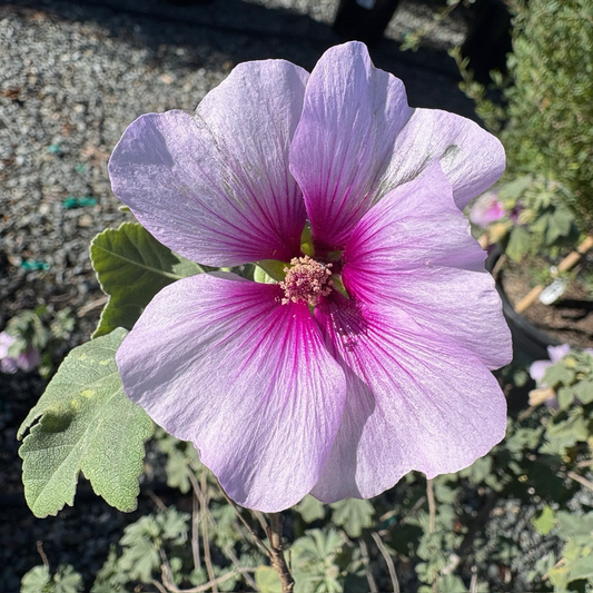 Bicolor Tree Mallow