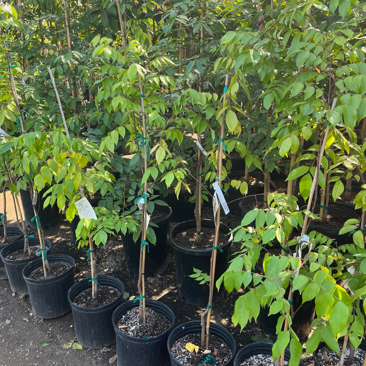 Carambola Tree - Golden Star Fruit