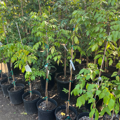 Carambola Tree - Golden Star Fruit