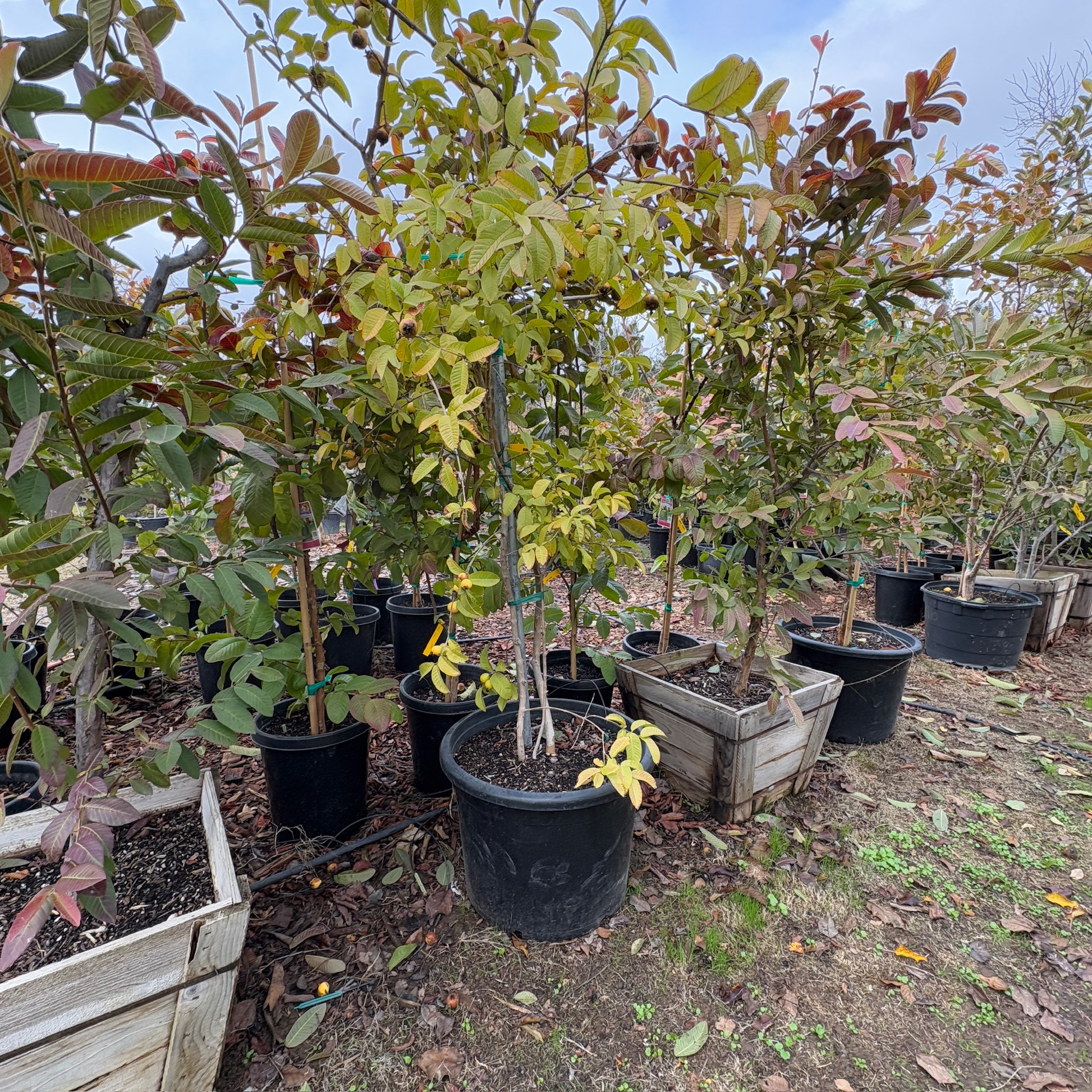 Yellow Lemon Guava
