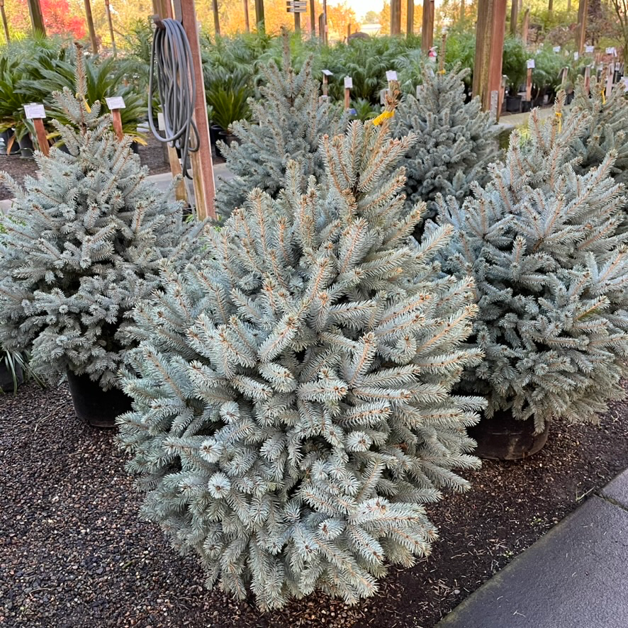 Baby Blue Colorado Spruce
