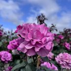 丰花月季-天使面容