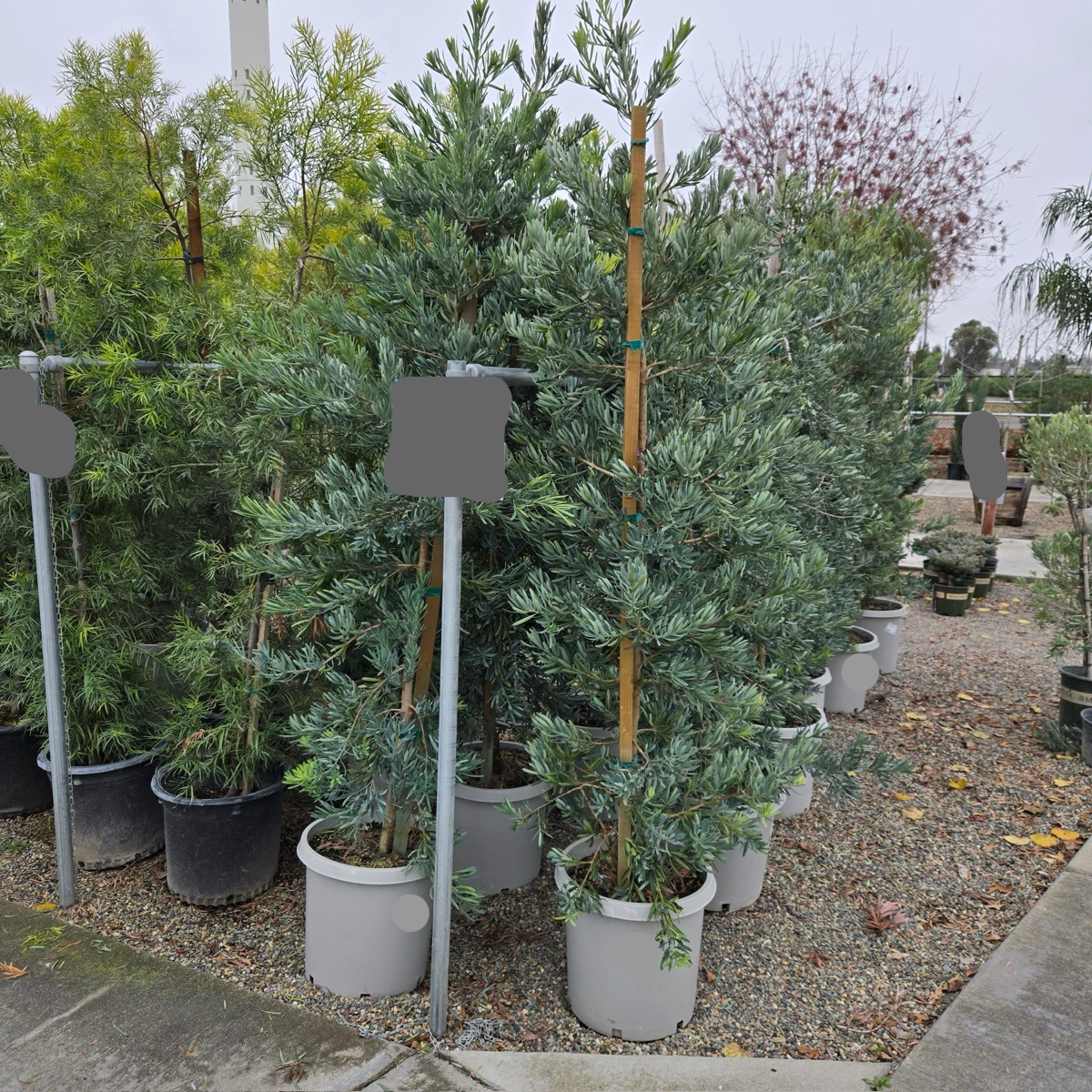 Podocarpus 'Glacier Bay'