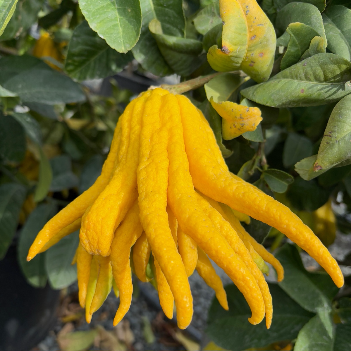 Buddha's Hand