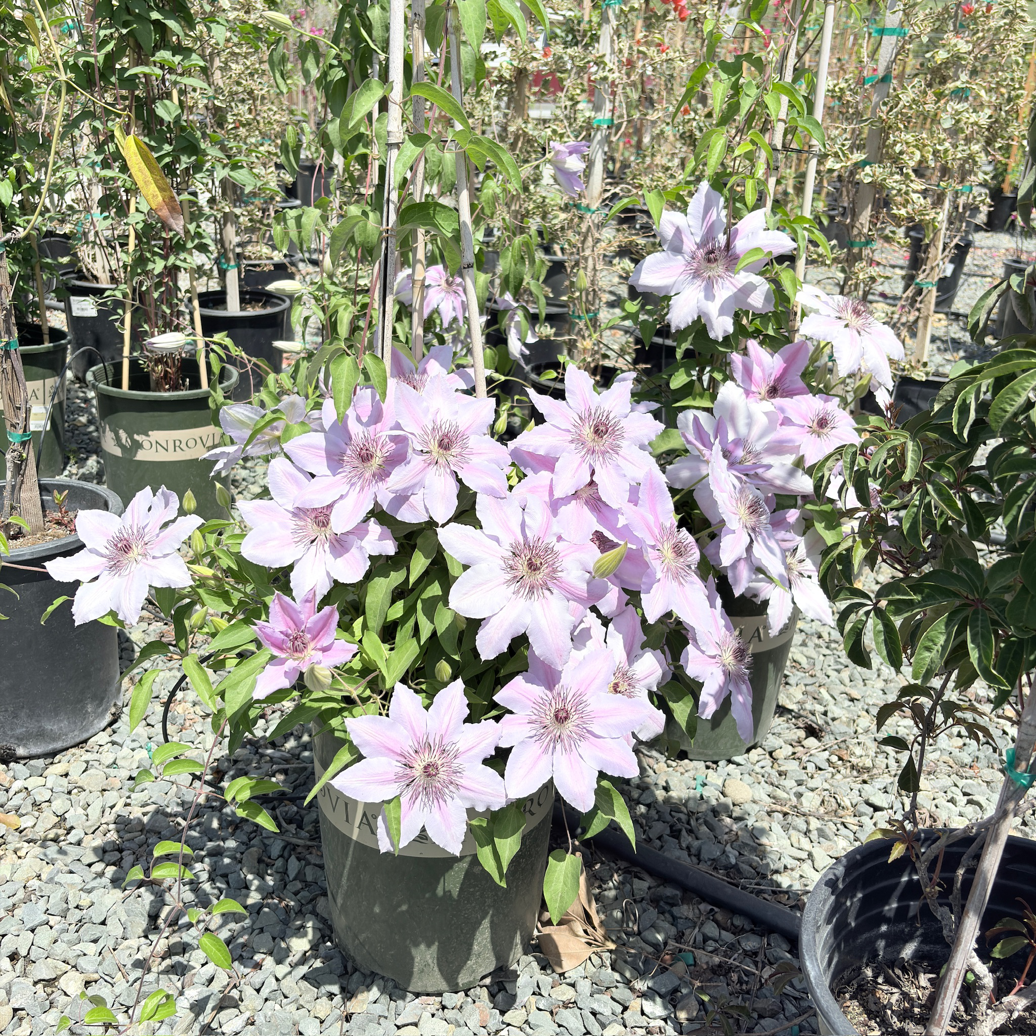 Nelly Moser Clematis