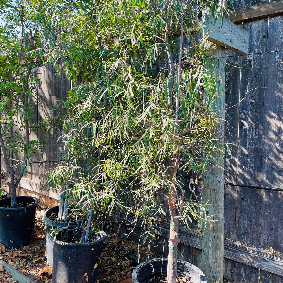 Australian Willow