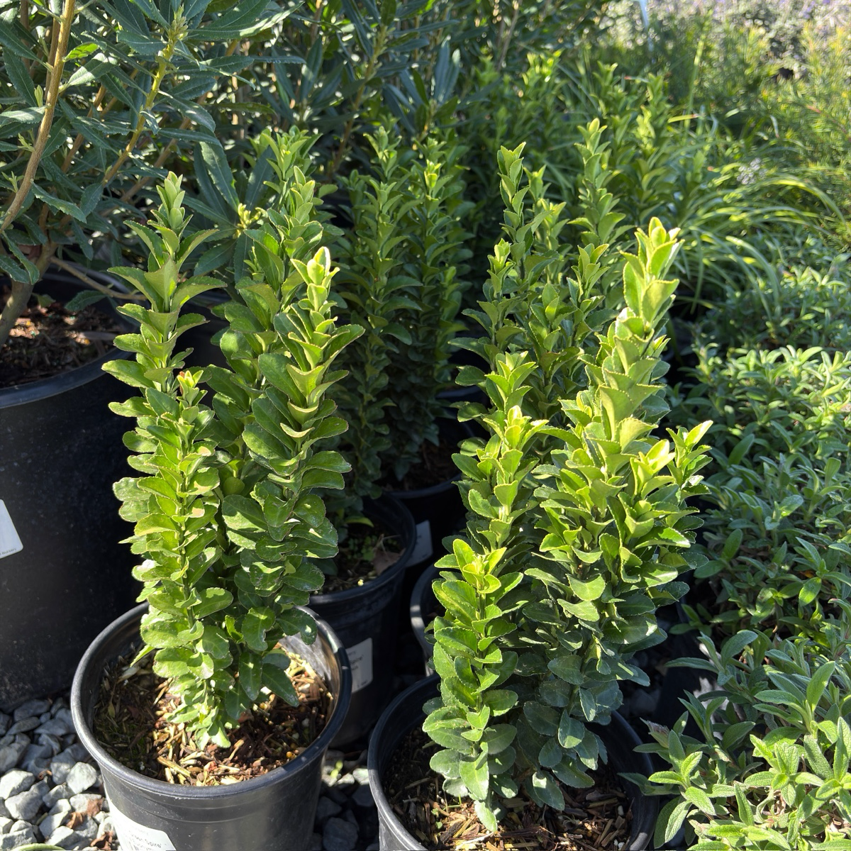 Green spire Euonymus