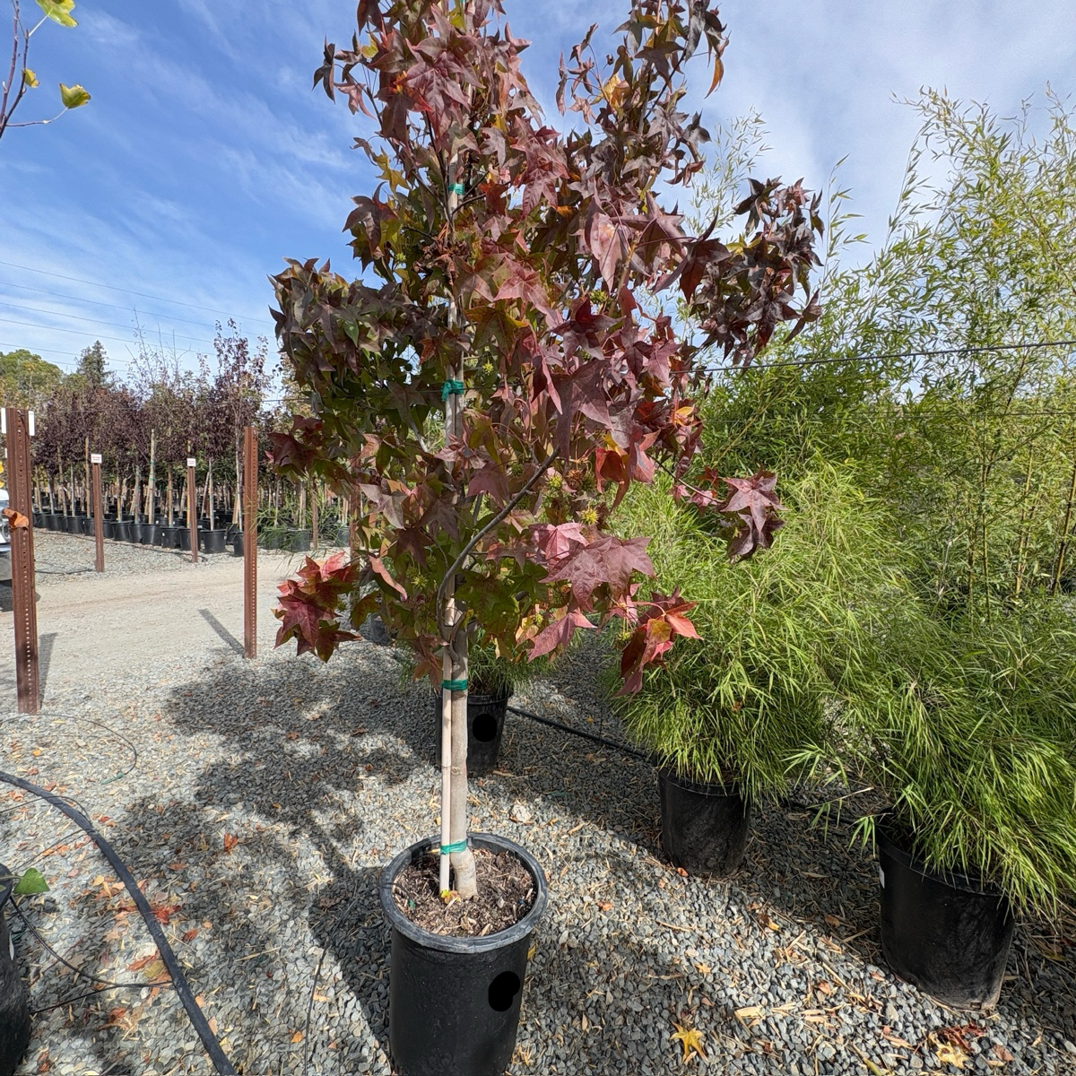 American Sweet Gum