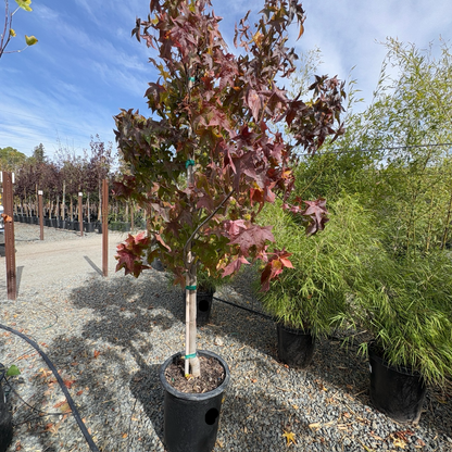 Liquidambar formosana