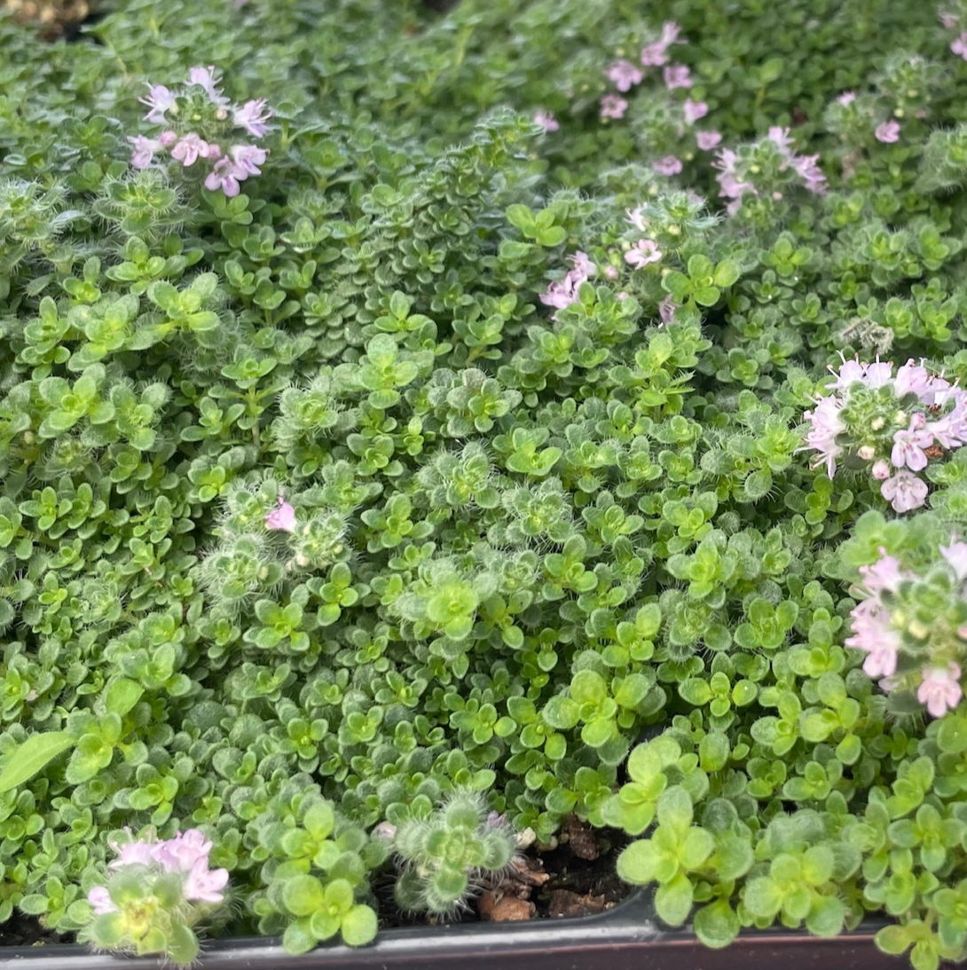 Pink Chintz Creeping Thyme