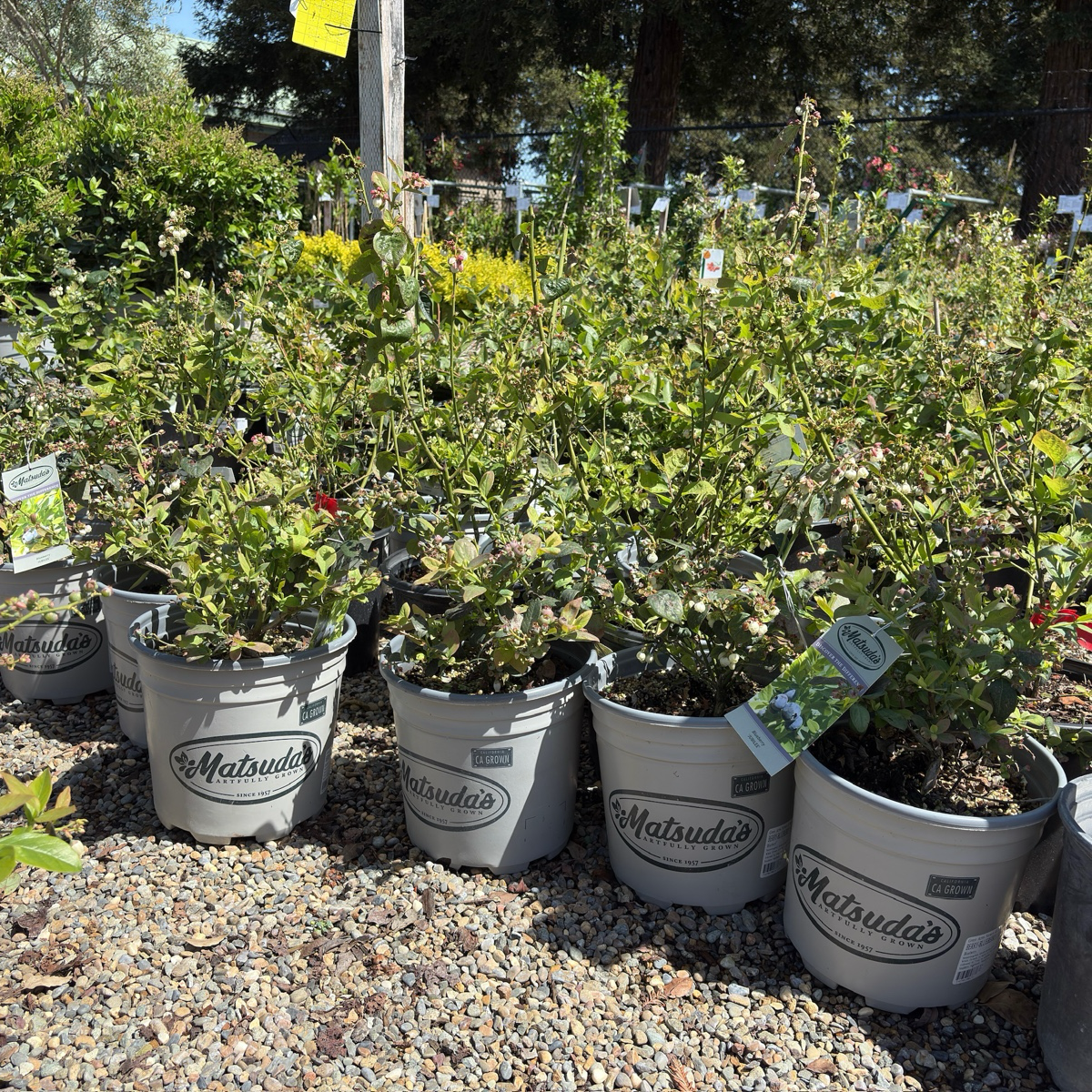 Jubilee Shouthern Highbush Blueberry 
