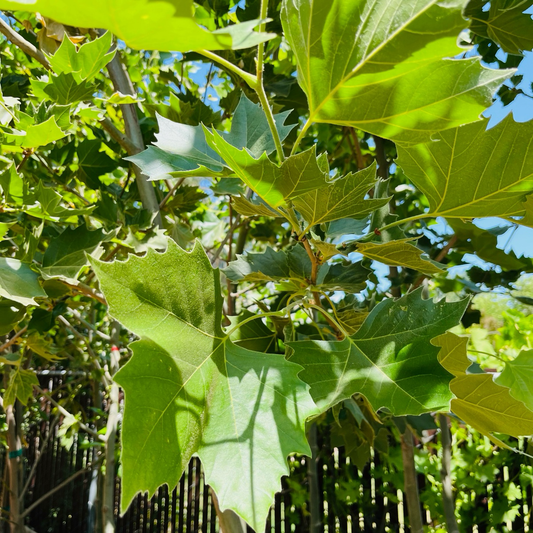 Plane Tree-Platanus