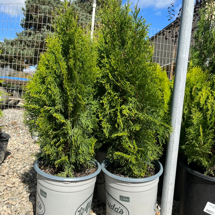 Thuja sutchuenensis - Green Emerald Cypress