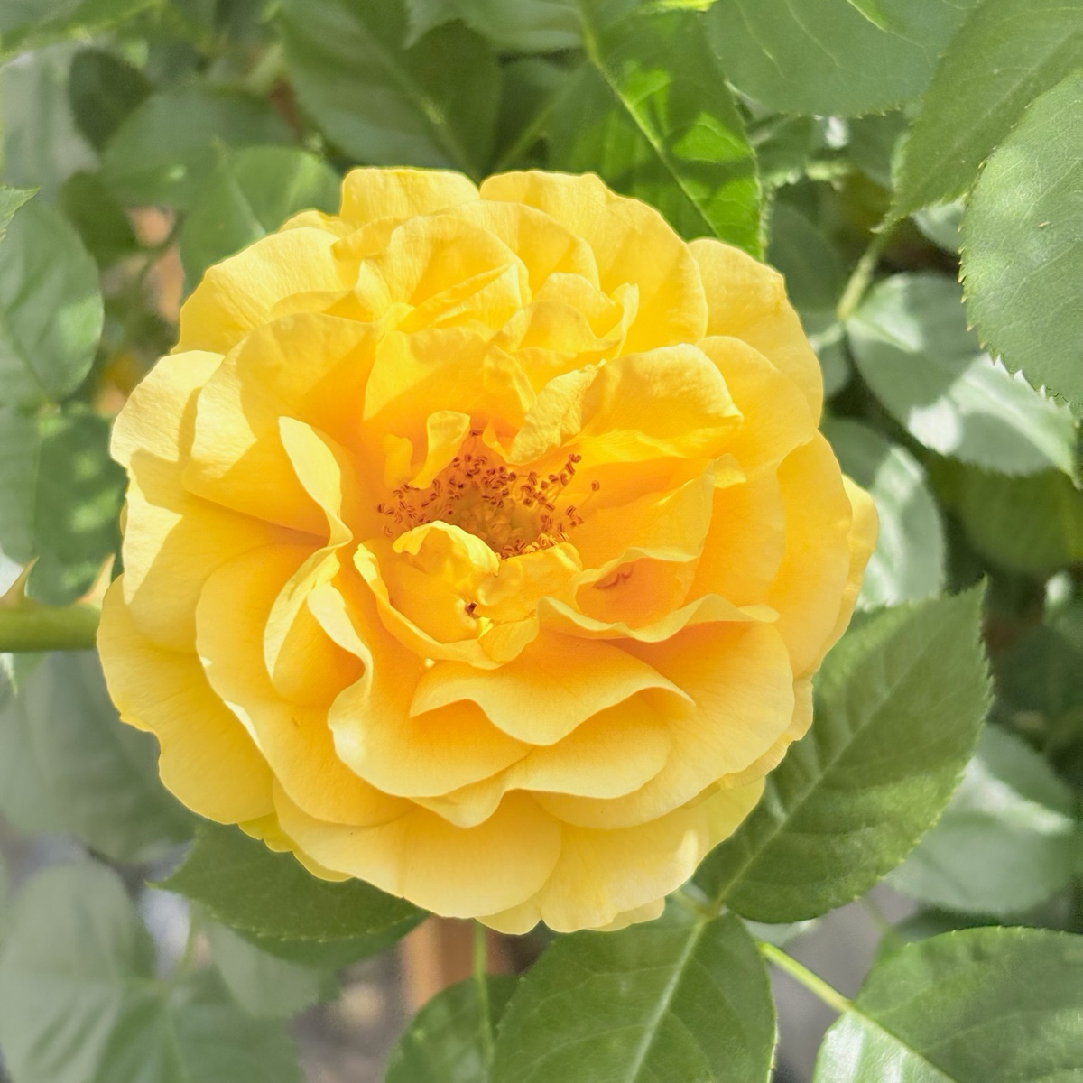 Julia Child Rose