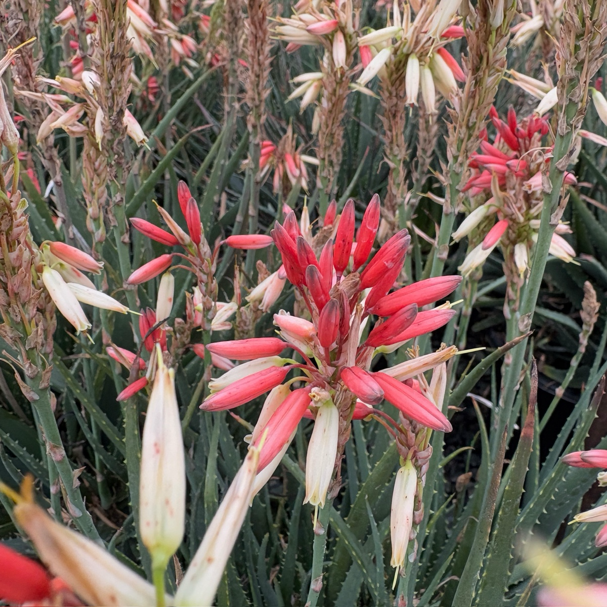 Safari Sunrise Aloe