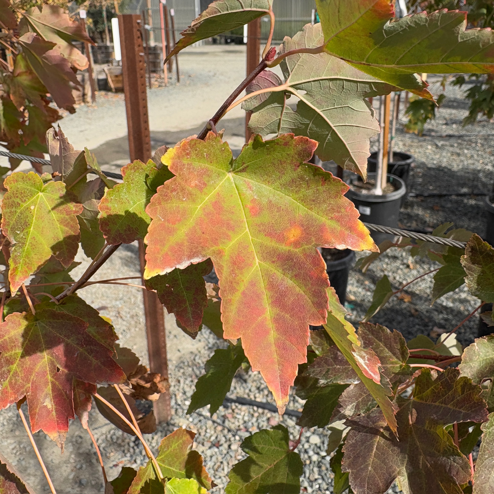 October Glory Red Maple