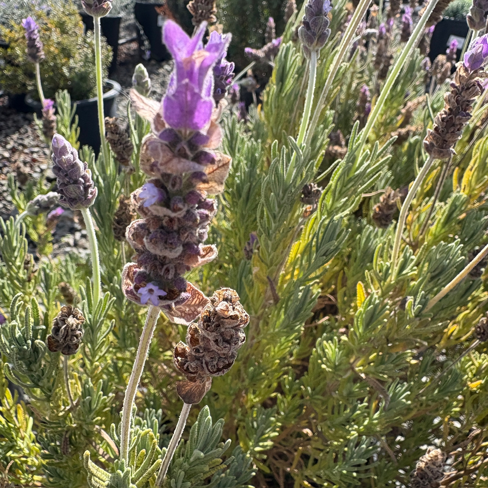 French Lavender