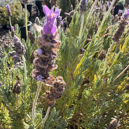 French Lavender, Toothed Lavender