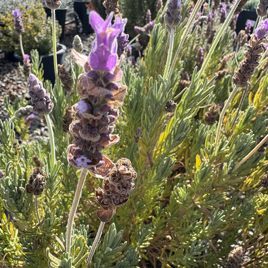 French Lavender, Toothed Lavender