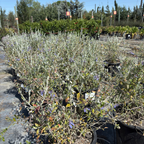 Azureum Bush Germander