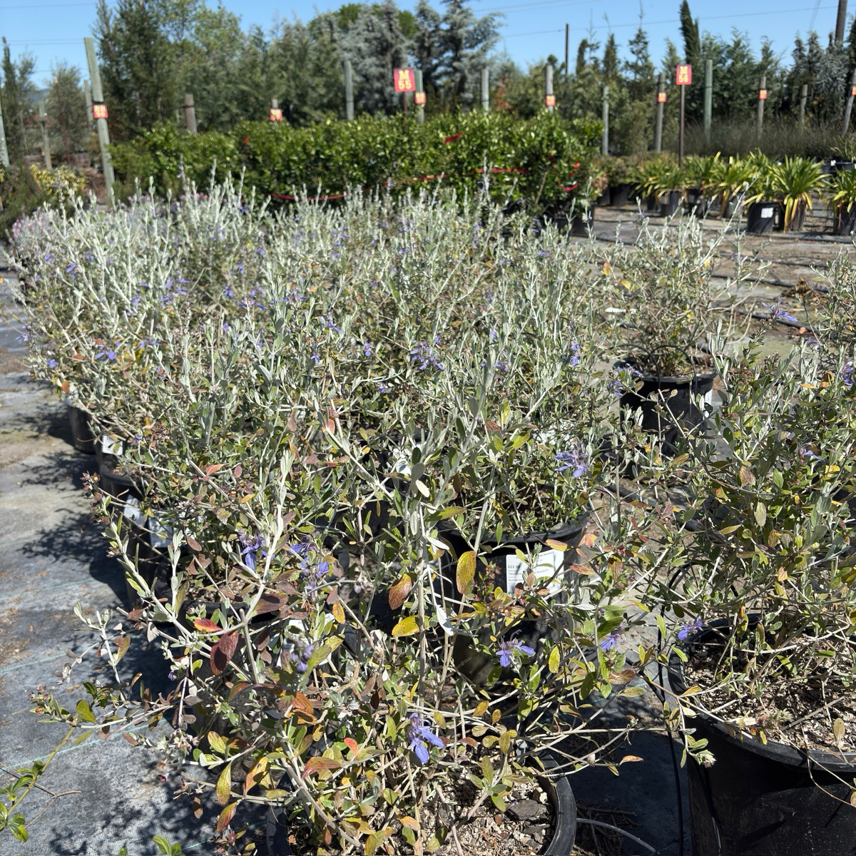 Azureum Bush Germander