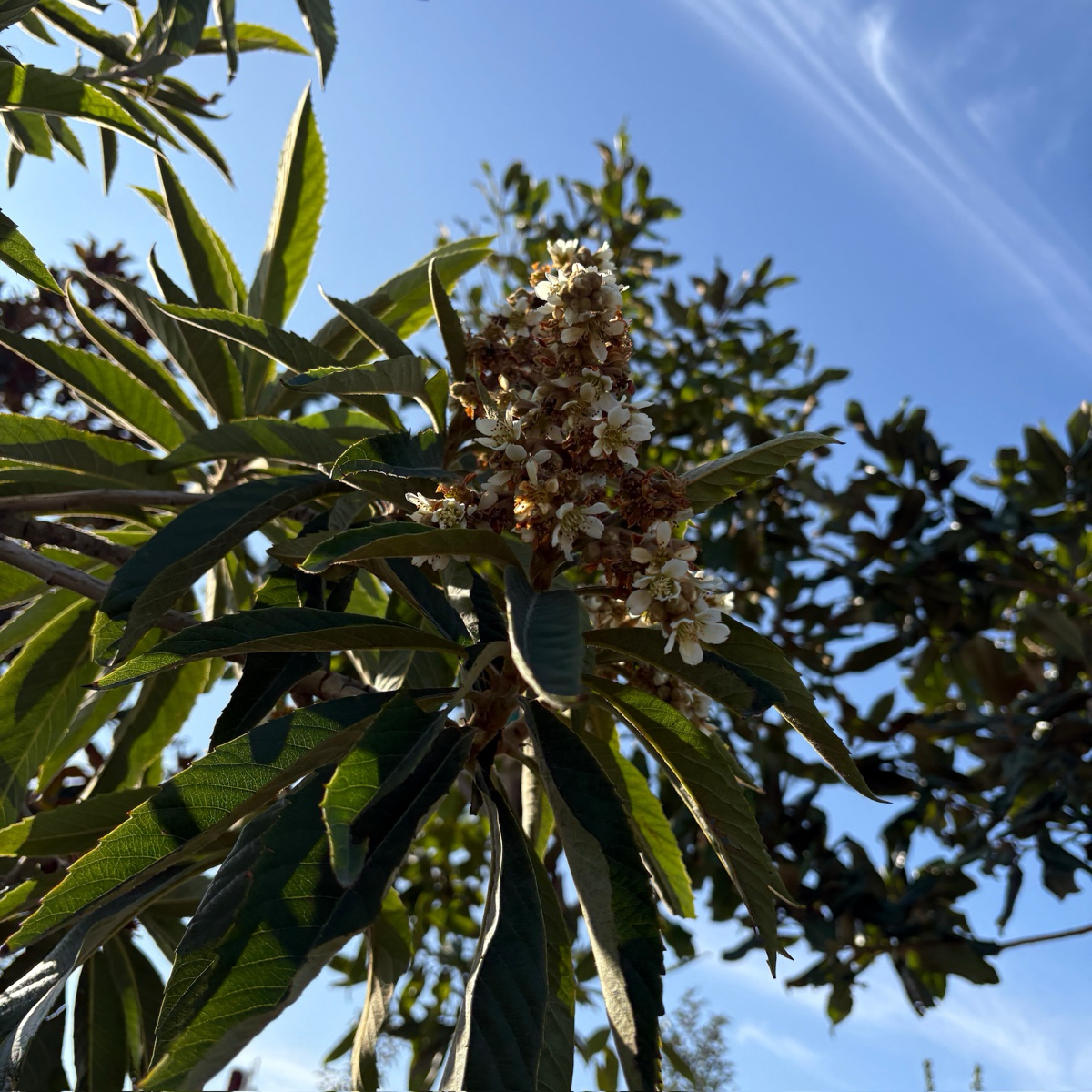 Fruiting loquat